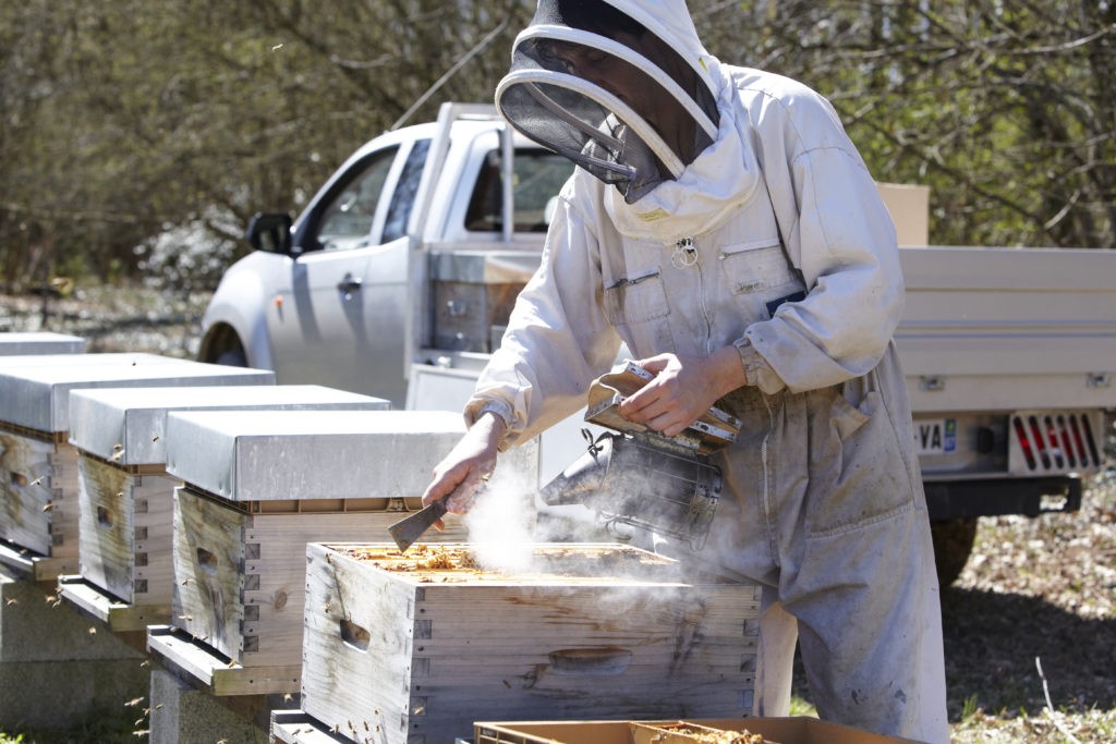 Miel-du-moulin-decouvrir-apiculture-limousin